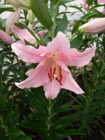 [4212 Pardini No102.JPG]